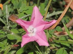 Convolvulus