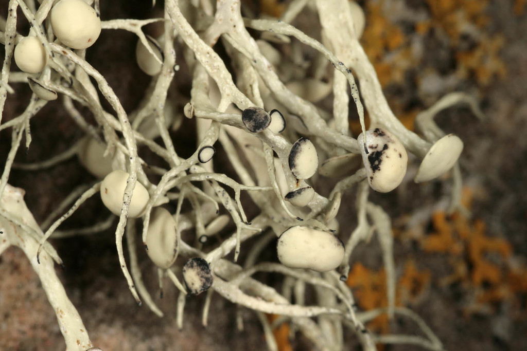 Lichenoconium
