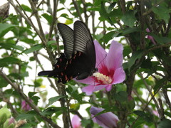 Papilio dehaanii
