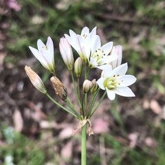 Nothoscordum gracile