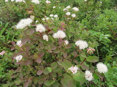 Spiraea beauverdiana
