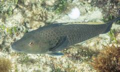 Notolabrus inscriptus