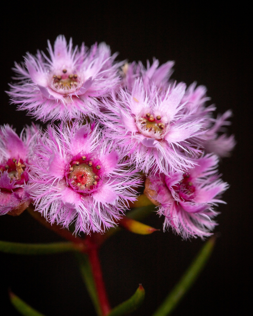 Verticordia