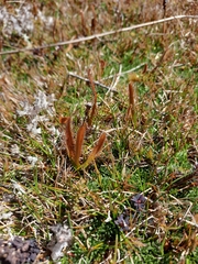 Drosera arcturi