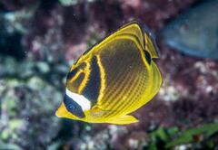 Chaetodon lunula