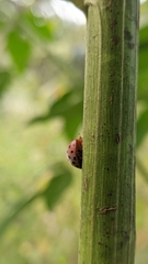 Henosepilachna vigintioctopunctata