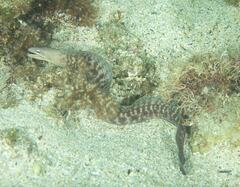 Gymnothorax nubilus