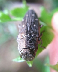 Chrysobothris basalis