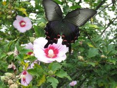 Papilio dehaanii