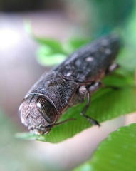 Chrysobothris basalis