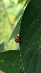 Henosepilachna vigintioctopunctata