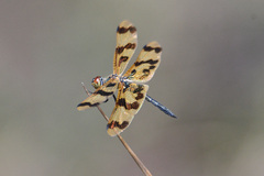 Rhyothemis graphiptera