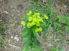 Euphorbia semivillosa