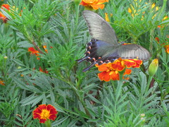 Papilio dehaanii