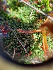 Drosera arcturi