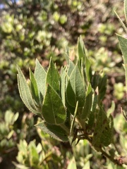Arctostaphylos virgata