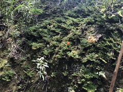 Selaginella tamariscina
