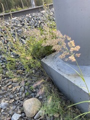 Poa attenuata