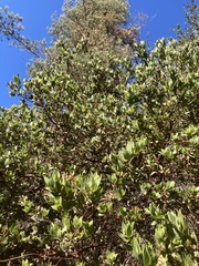 Arctostaphylos virgata