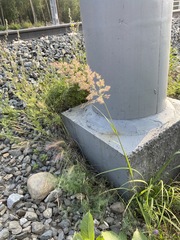Poa attenuata