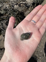 Acanthinucella punctulata