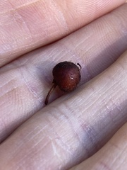 Arctostaphylos virgata