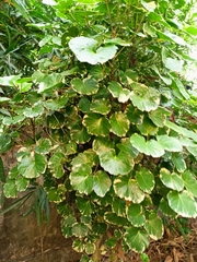 Polyscias balfouriana