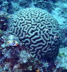 Lobophyllia