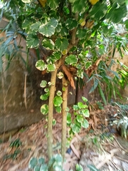 Polyscias balfouriana