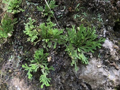 Selaginella tamariscina
