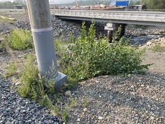 Poa attenuata