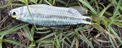 Brycinus lateralis