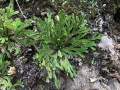 Selaginella tamariscina