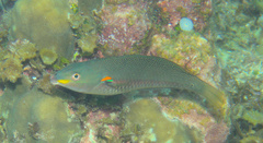 Stethojulis bandanensis