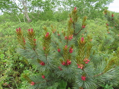 Pinus pumila