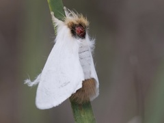 Trichiocercus sparshalli