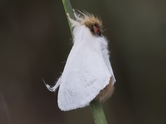 Trichiocercus sparshalli