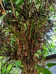 Codiaeum variegatum