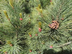 Pinus pumila