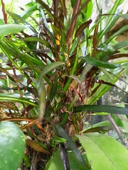 Codiaeum variegatum