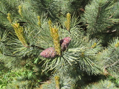 Pinus pumila