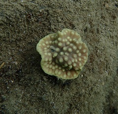 Turbinaria