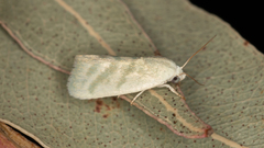 Earias paralella