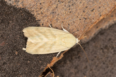 Earias paralella