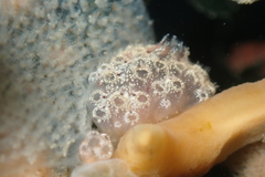 Distaplia occidentalis