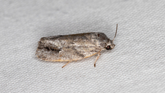 Agriophara confertella