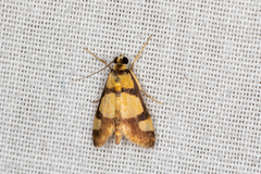 Deuterarcha xanthomela