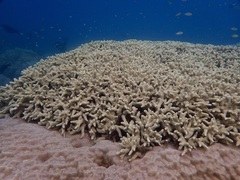 Porites cylindrica