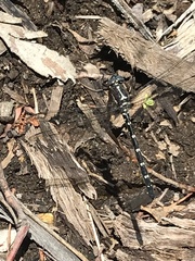 Eusynthemis tillyardi