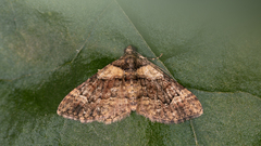 Eucymatoge peplodes